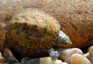 Stripe-neck Musk Turtle