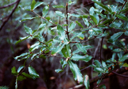 Quercus parvula var. tamalpaisensis