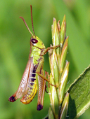 Chorthippus parallelus