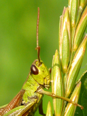 Chorthippus parallelus