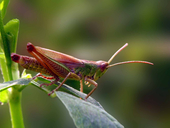 Chorthippus parallelus