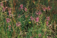 Allium carinatum ssp. carinatum