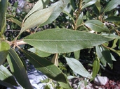 Populus angustifolia