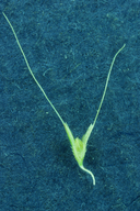 Mediterranean Rabbitsfoot Grass