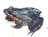 Leptodactylus sp.