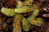 Photo of Utricularia intermedia
