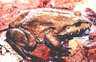 Leptodactylus labyrinthicus