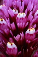 Castilleja exserta