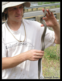 Thamnophis elegans vagrans