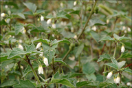 Solanum nigrum ssp. nigrum