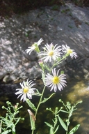 Greata's Aster