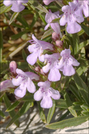 Satureja subspicata ssp. liburnica