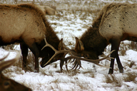 Cervus canadensis