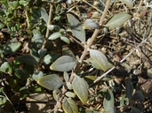 Monardella stebbinsii