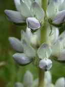 Lupinus microcarpus var. densiflorus