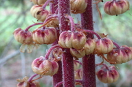 Pterospora andromedea