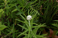 Anaphalis margaritacea