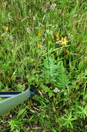 Lilium maritimum