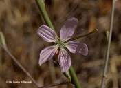 Stephanomeria paniculata