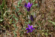 Brodiaea elegans