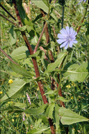 Cichorium intybus