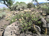 Photo of Eriogonum umbellatum var. glaberrimum