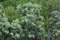 Arctostaphylos canescens ssp. sonomensis