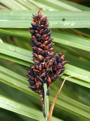 Carex scopulorum var. bracteosa