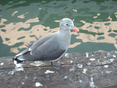 Larus heermanni