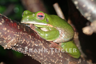 Litoria infrafrenata