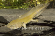 Ambystoma tigrinum