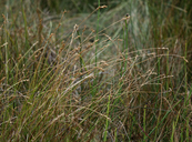 Carex mariposana
