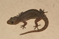 Hemidactylus frenatus