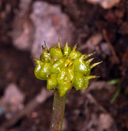 Ranunculus alismifolius var. alismellus