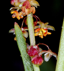 Rumex acetosella