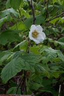 Rubus parviflorus