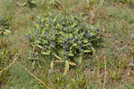 Trichostema austromontanum ssp. compactum
