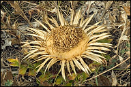 Carlina acanthifolia ssp. utzka