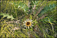 Carlina acanthifolia ssp. utzka