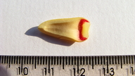 Xylopia laevigata