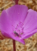 Eremalche parryi ssp. parryi