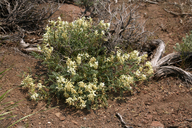 Astragalus curvicarpus var. curvicarpus