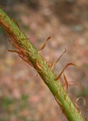 Polystichum imbricans ssp. imbricans