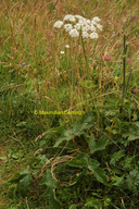 Common Hogweed