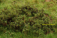 Rusty-leaved Alpenrose