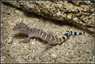 Peninsula Banded Gecko