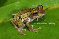 Kerangas Bush Frog