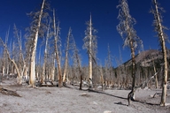 Trees killed by toxic volcanic emissions