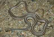 Mojave Patch-nosed Snake