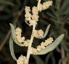 Atriplex canescens